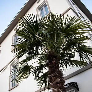 Affittacamere Le Palme, Parma
